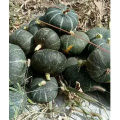 Black Thailand kernels white pumpkin seeds hybrid